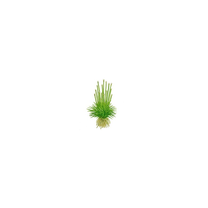 Tropica Eriocaulon cinereum 1-2 Grow!