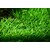 Tropica Lilaeopsis brasiliensis 1-2 Grow!