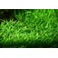 Tropica Lilaeopsis brasiliensis 1-2 Grow!