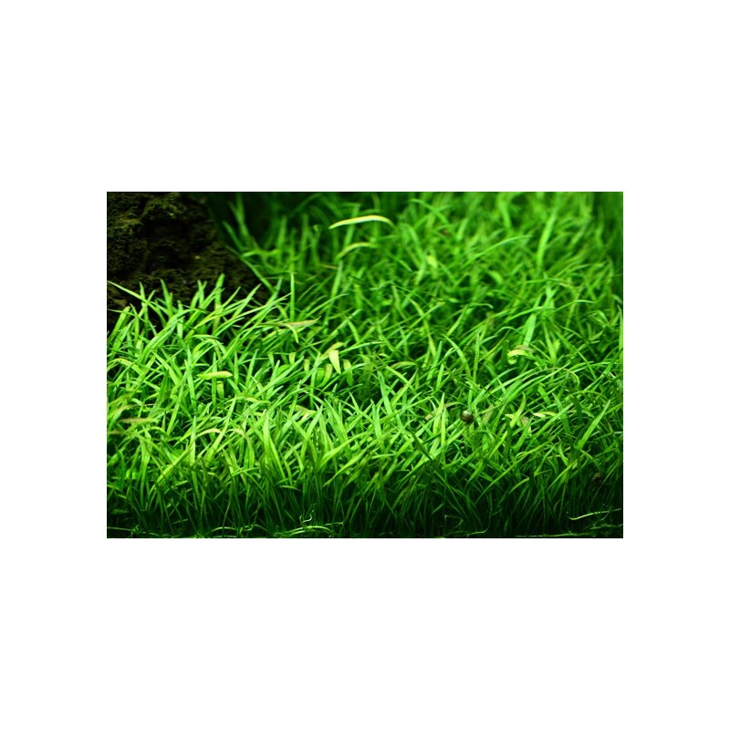 Tropica Lilaeopsis brasiliensis 1-2 Grow!