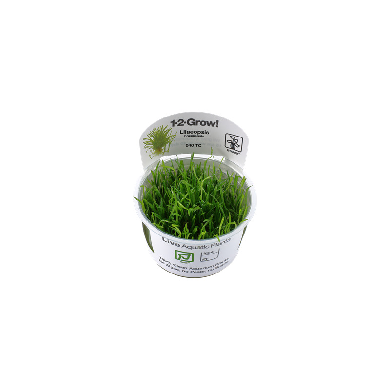 Tropica Lilaeopsis brasiliensis 1-2 Grow!