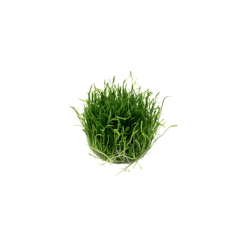 Tropica Lilaeopsis brasiliensis 1-2 Grow!