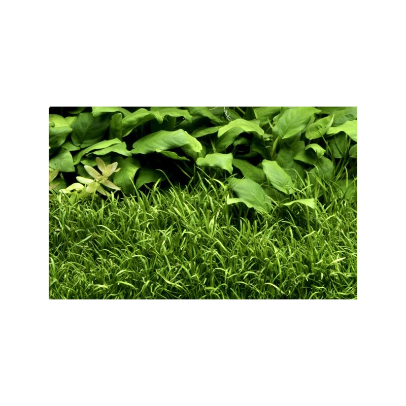 Tropica Lilaeopsis brasiliensis 1-2 Grow!