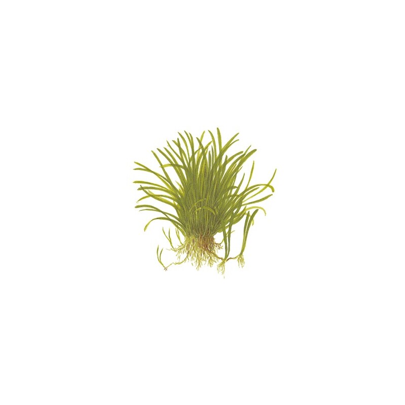 Tropica Lilaeopsis brasiliensis 1-2 Grow!