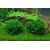 Tropica Monosolenium tenerum 1-2 Grow!