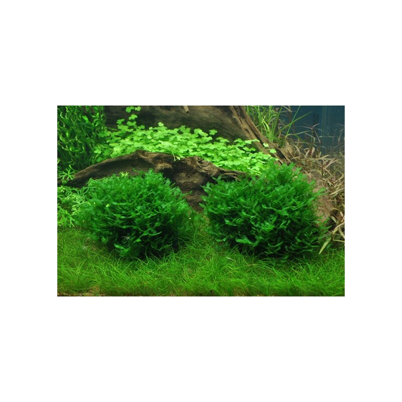 Tropica Monosolenium tenerum 1-2 Grow!