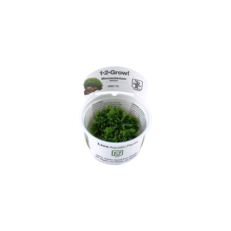 Tropica Monosolenium tenerum 1-2 Grow!
