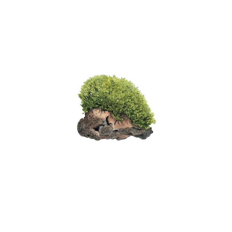 Tropica Monosolenium tenerum 1-2 Grow!