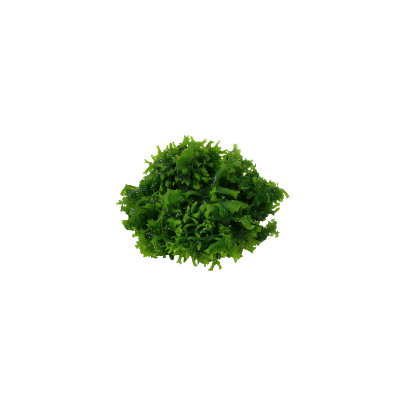Tropica Monosolenium tenerum 1-2 Grow!