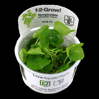 Nymphoides hydrophylla 'Taiwan' 1-2-Grow!