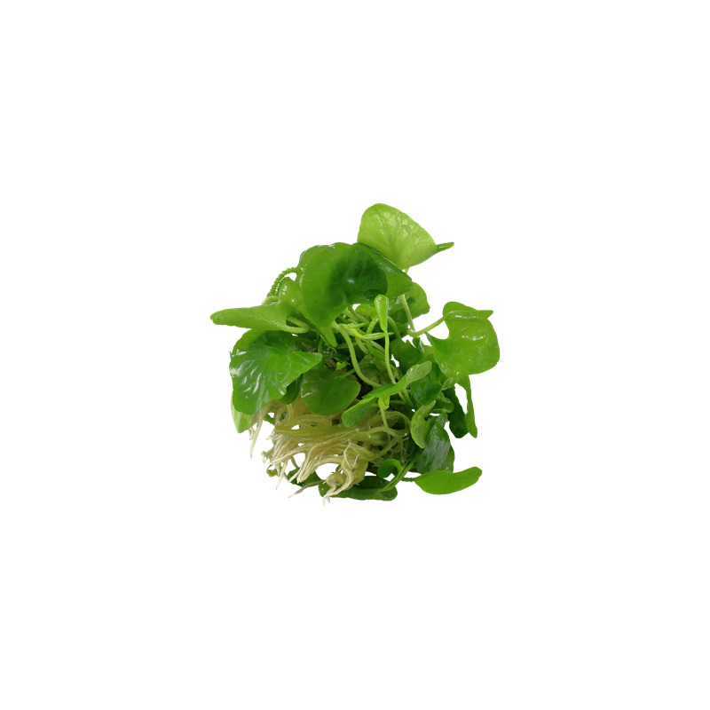 Nymphoides hydrophylla 'Taiwan' 1-2-Grow!