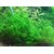 Tropica Taxiphyllum 'Taiwan moss' 1-2 Grow!