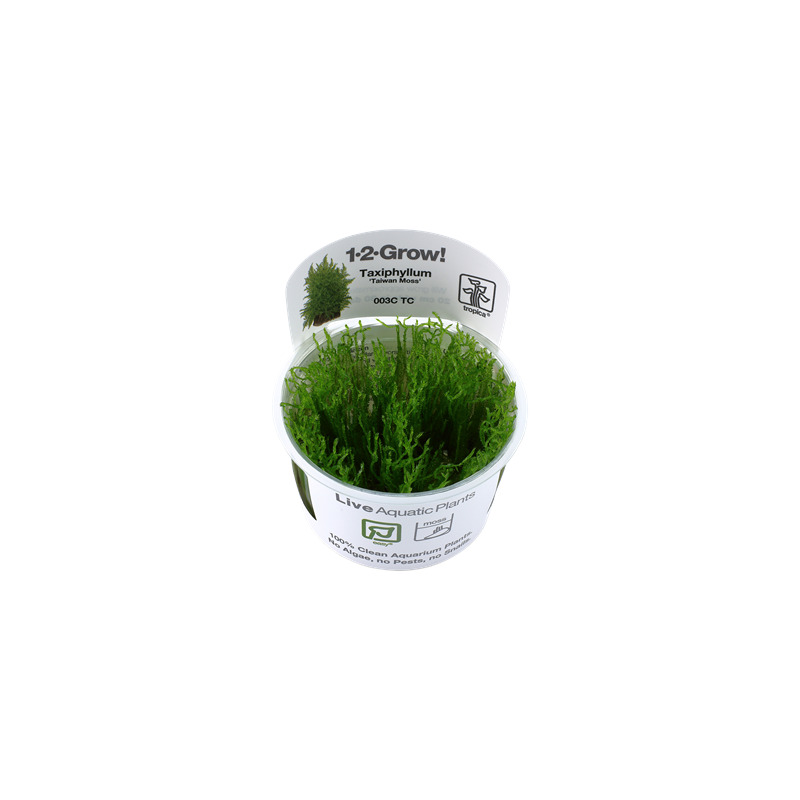 Tropica Taxiphyllum 'Taiwan moss' 1-2 Grow!