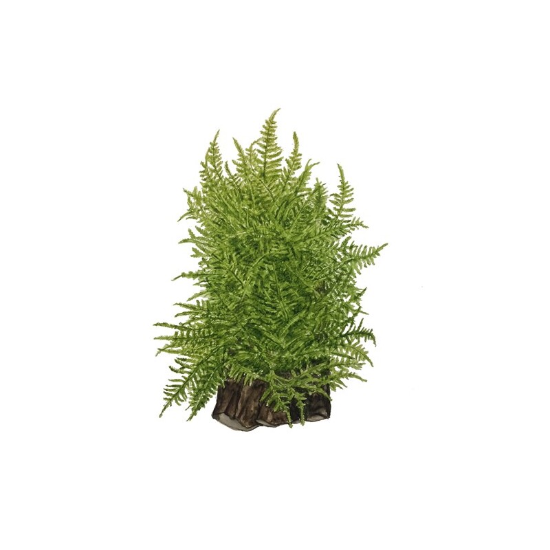 Tropica Taxiphyllum 'Taiwan moss' 1-2 Grow!