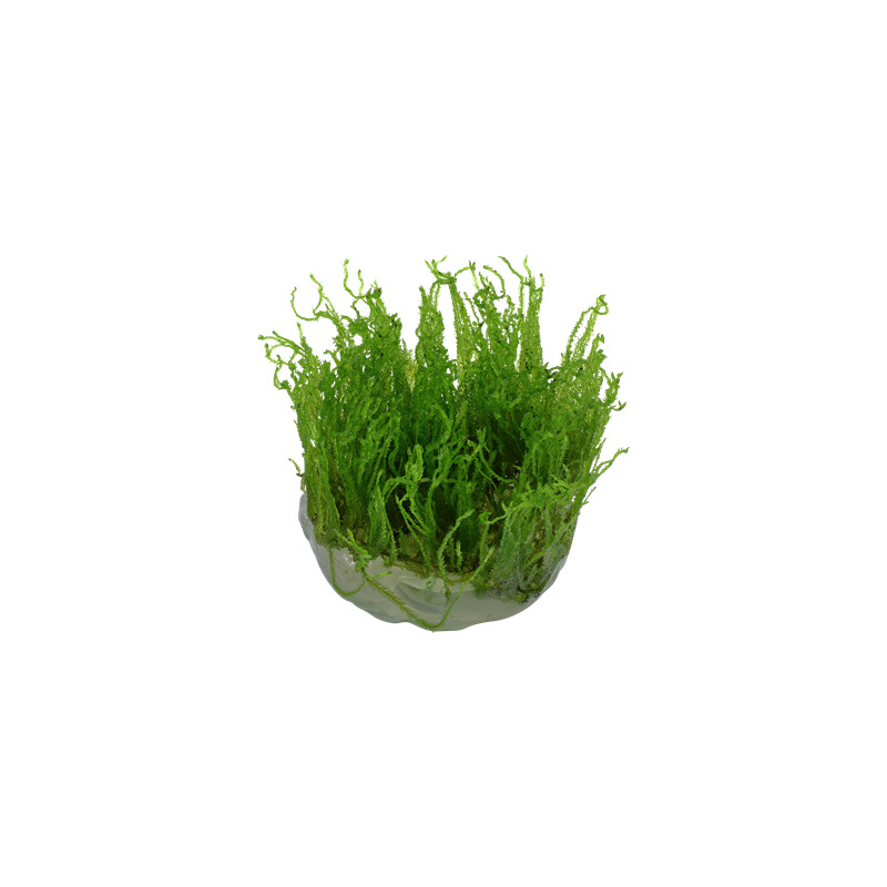 Tropica Taxiphyllum 'Taiwan moss' 1-2 Grow!