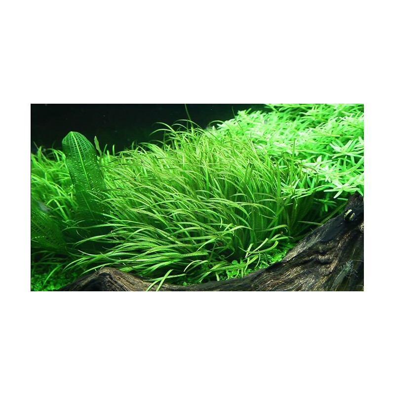 Tropica Blyxa japonica 1-2 Grow!