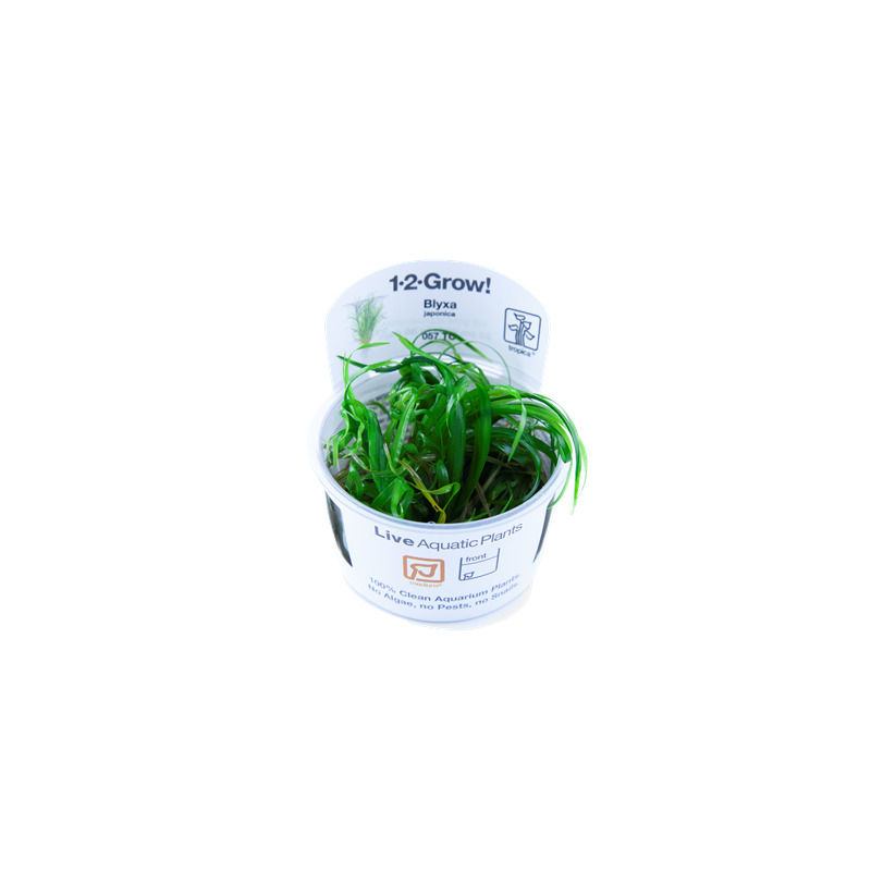 Tropica Blyxa japonica 1-2 Grow!