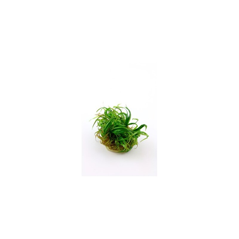 Tropica Blyxa japonica 1-2 Grow!