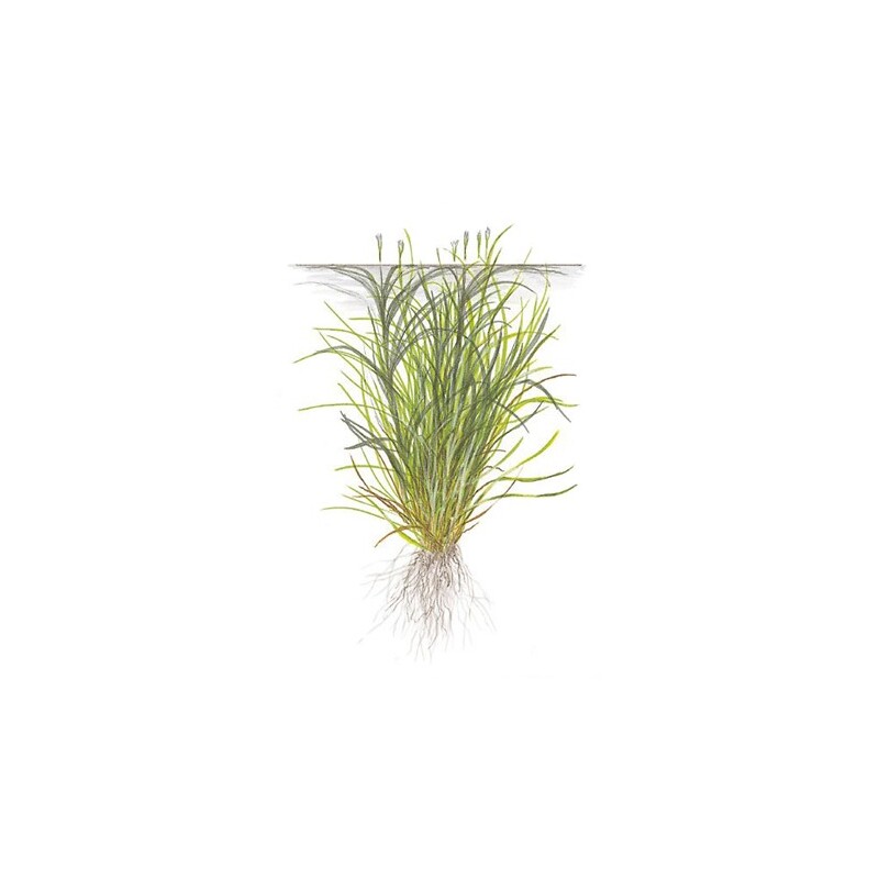 Tropica Blyxa japonica 1-2 Grow!