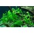 Tropica Hemianthus micranthemoides 1-2 Grow!