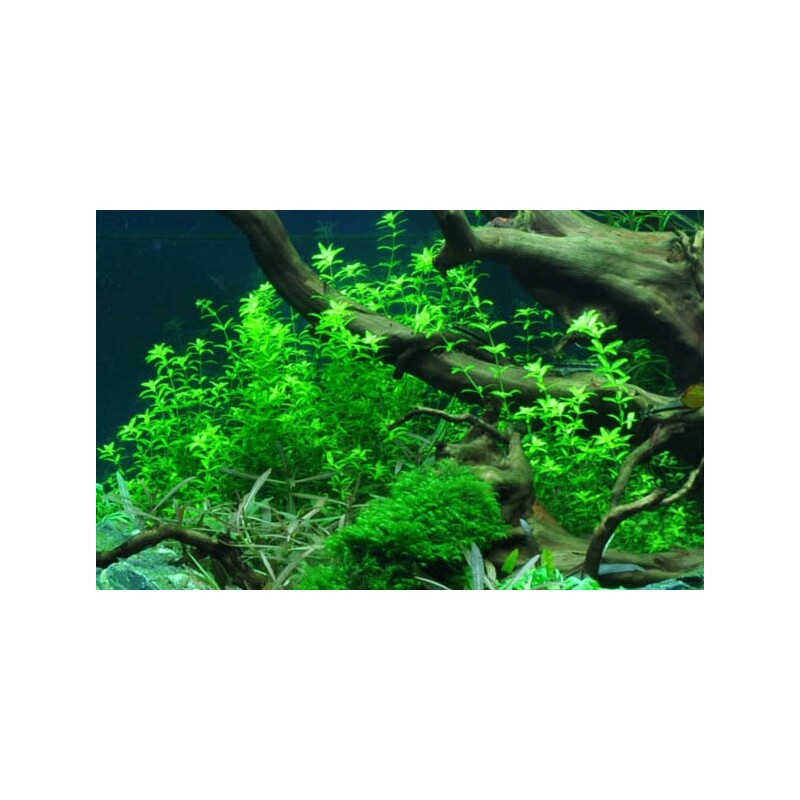 Tropica Hemianthus micranthemoides 1-2 Grow!