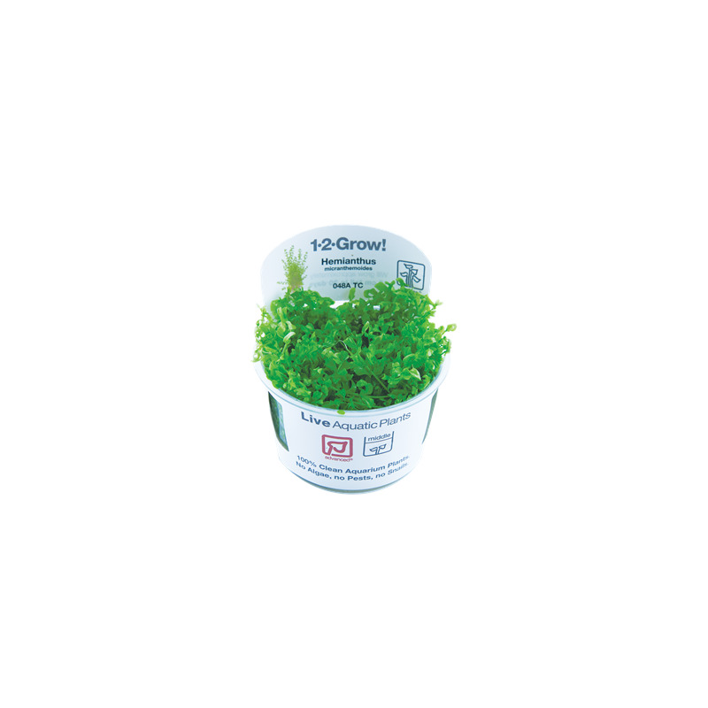Tropica Hemianthus micranthemoides 1-2 Grow!