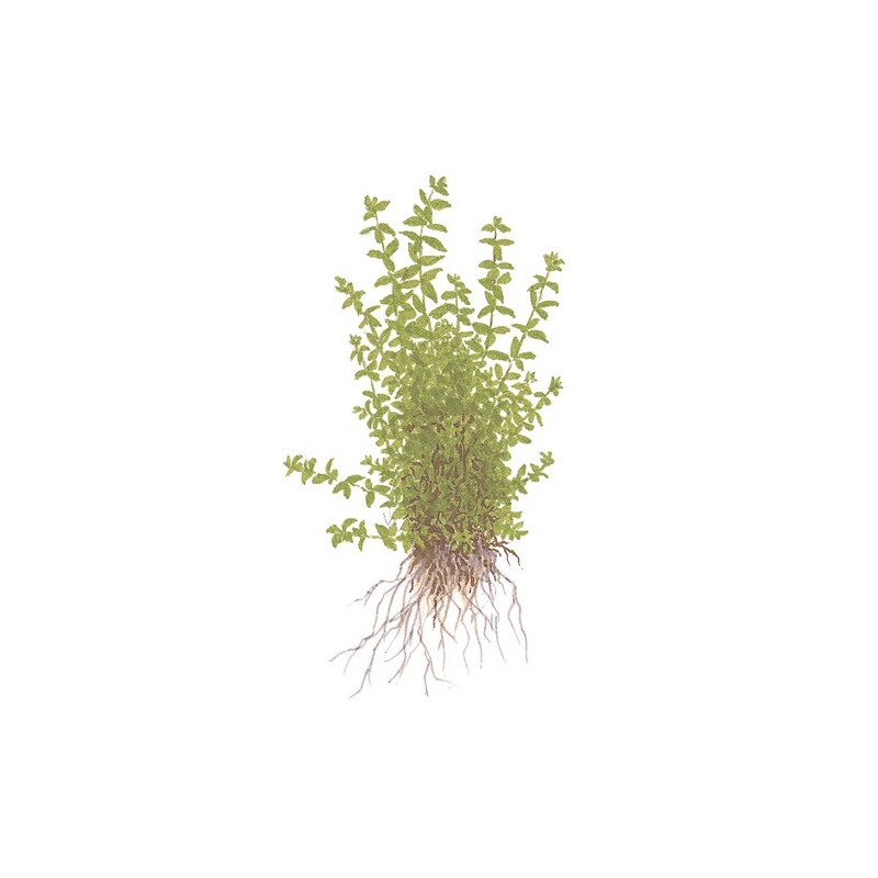 Tropica Hemianthus micranthemoides 1-2 Grow!
