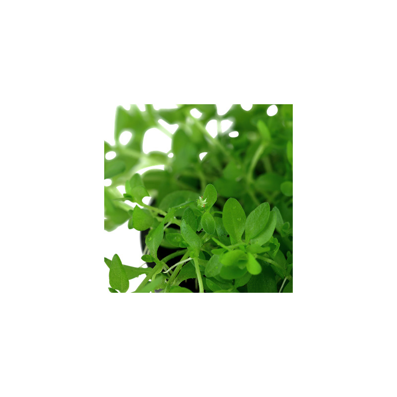 Tropica Hemianthus micranthemoides 1-2 Grow!