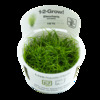 Tropica Eleocharis acicularis 1-2 Grow!