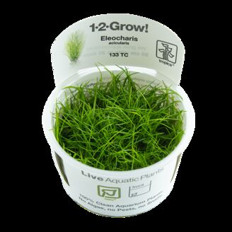 Tropica Eleocharis acicularis 1-2 Grow!