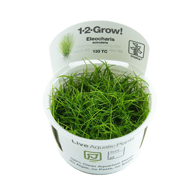 Tropica Eleocharis acicularis 1-2 Grow!