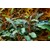 Tropica Bucephalandra 'Kedagang'