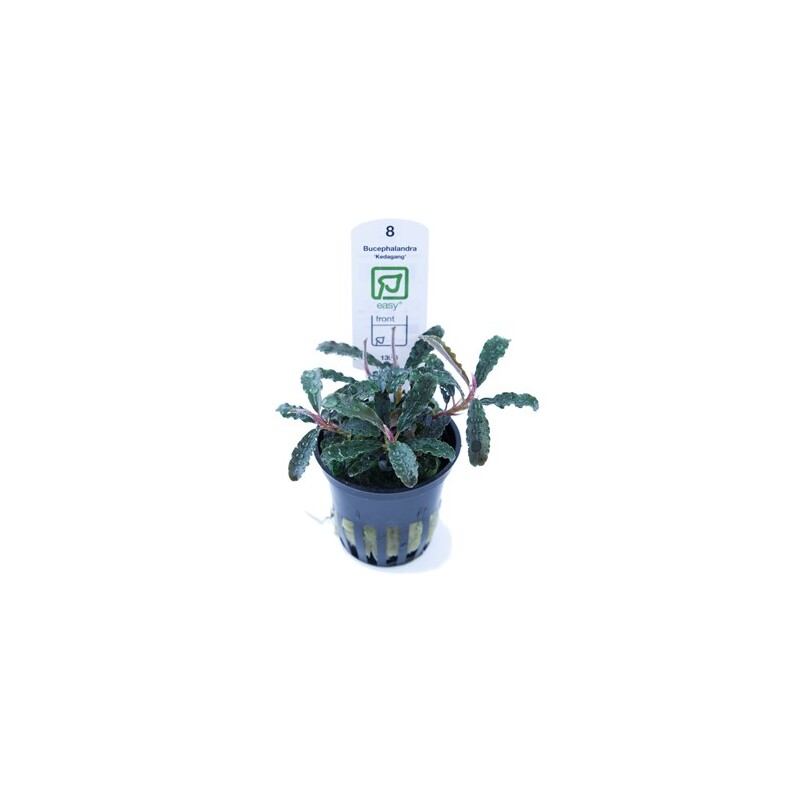 Tropica Bucephalandra 'Kedagang'