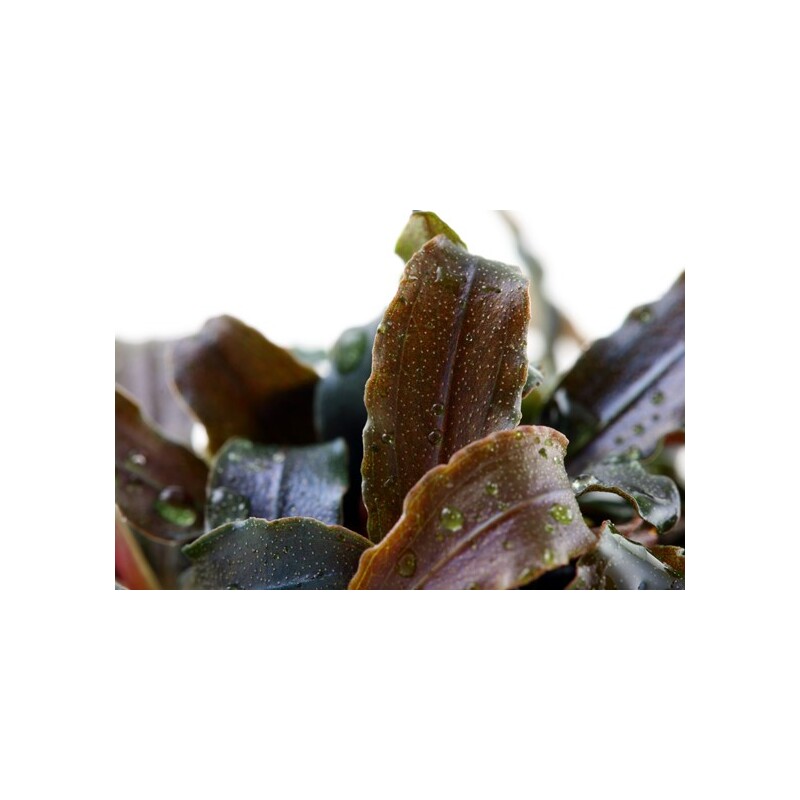 Tropica Bucephalandra 'Kedagang'