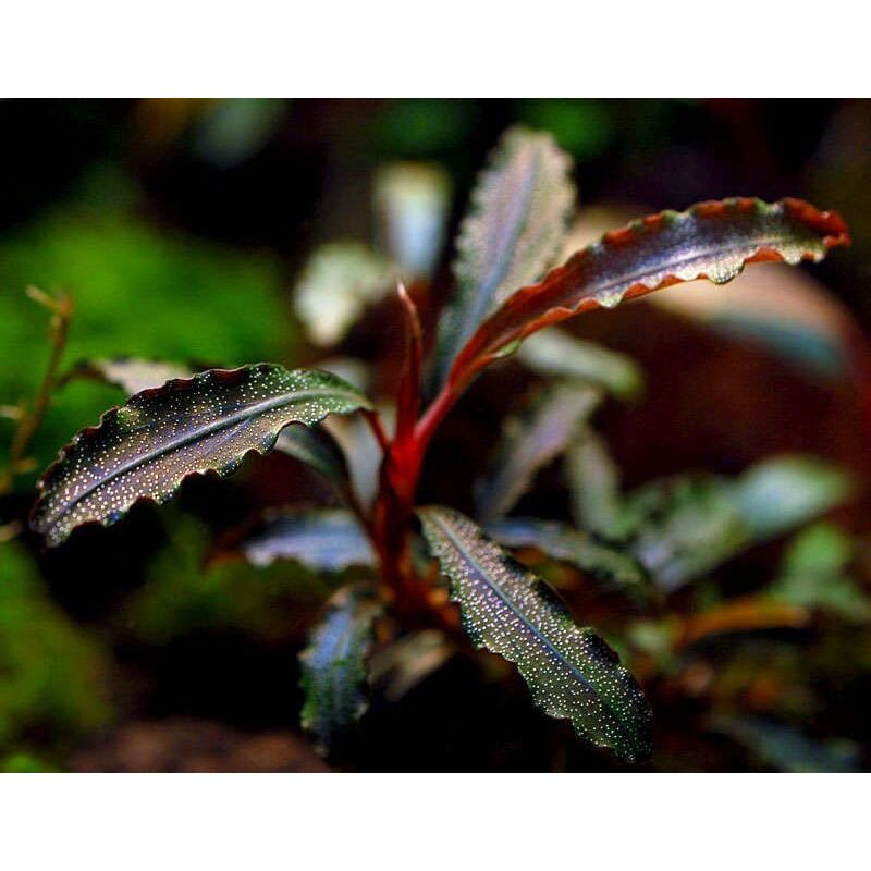 Tropica Bucephalandra 'Kedagang'