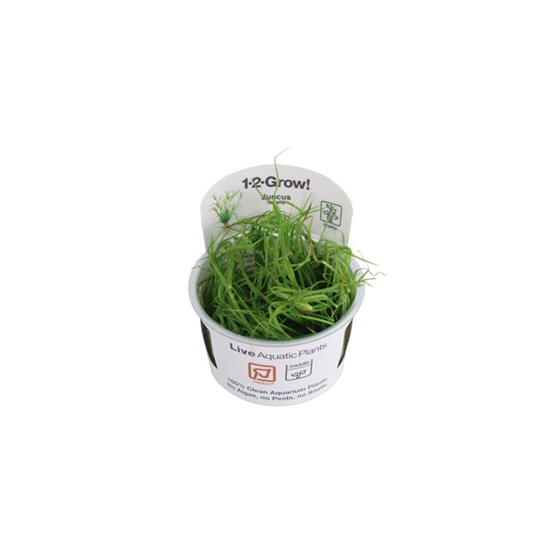 Tropica Juncus repens 1-2 Grow!