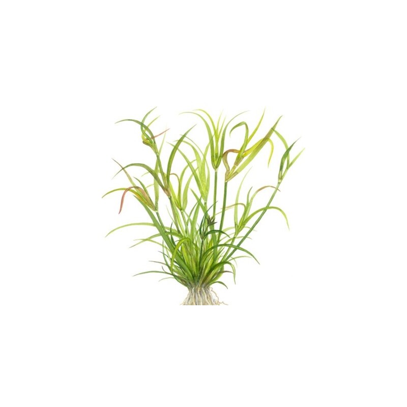 Tropica Juncus repens 1-2 Grow!