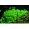 Tropica Rotala rotundifolia ’Green’ 1-2 Grow!