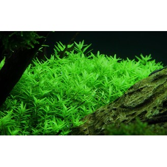 Tropica Rotala rotundifolia ’Green’ 1-2 Grow!