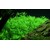 Tropica Rotala rotundifolia ’Green’ 1-2 Grow!