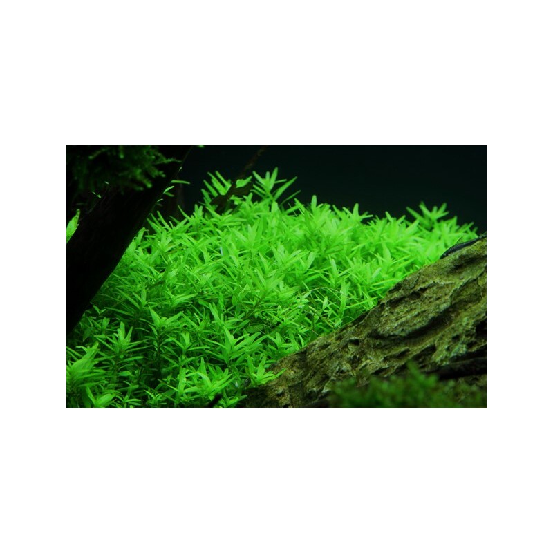 Tropica Rotala rotundifolia ’Green’ 1-2 Grow!