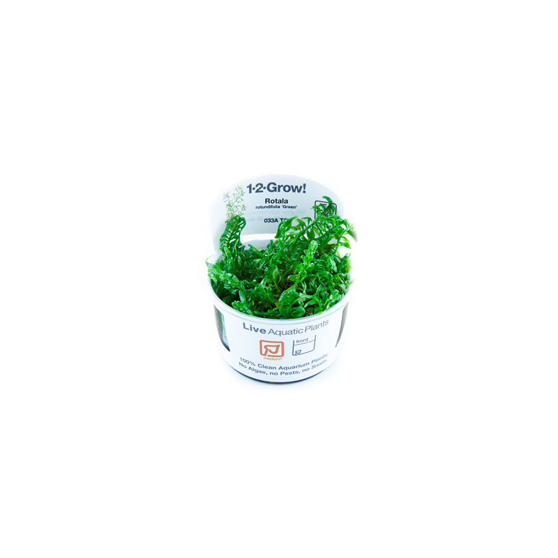 Tropica Rotala rotundifolia ’Green’ 1-2 Grow!
