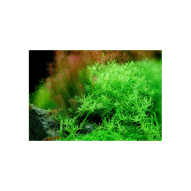 Tropica Rotala rotundifolia ’Green’ 1-2 Grow!