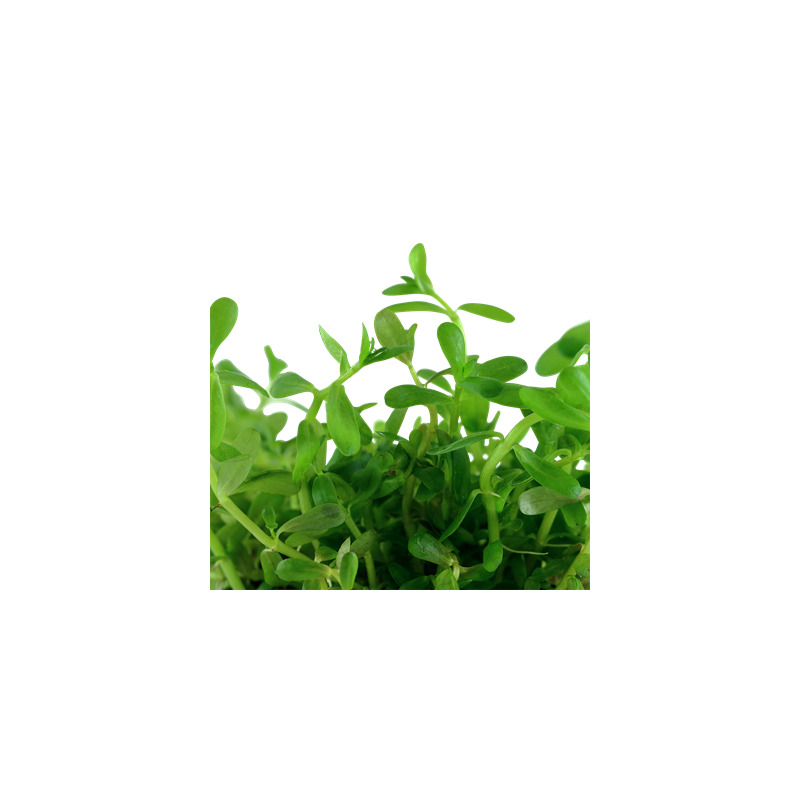 Tropica Rotala rotundifolia ’Green’ 1-2 Grow!