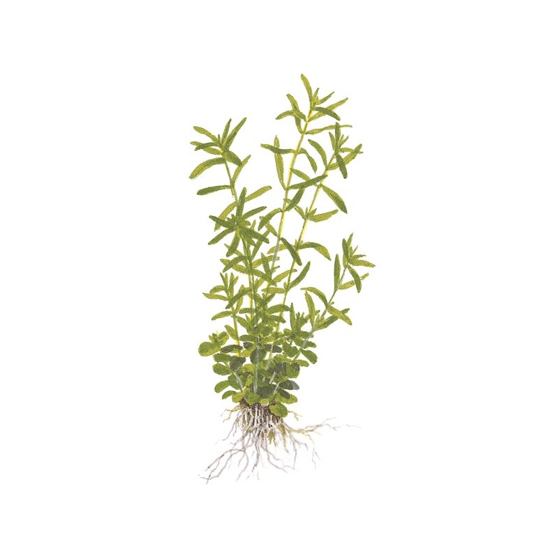 Tropica Rotala rotundifolia ’Green’ 1-2 Grow!