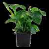 Anubias barteri var. caladiifolia XL