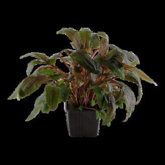 Cryptocoryne wendtii 'Tropica' XL
