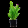 Microsorum pteropus XL