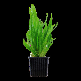 Microsorum pteropus XL