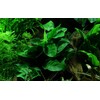 Tropica Anubias barteri var. nana